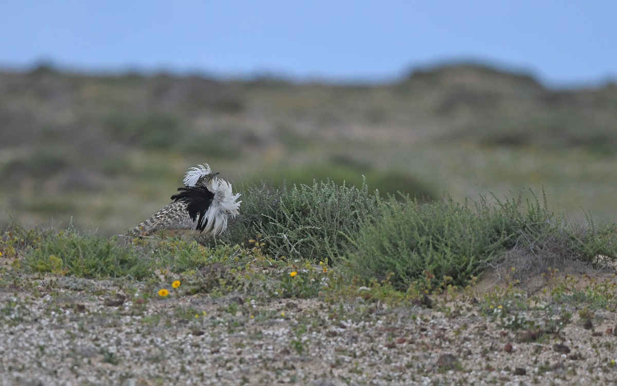 African Houbara (Canary Is.) - ML652638467