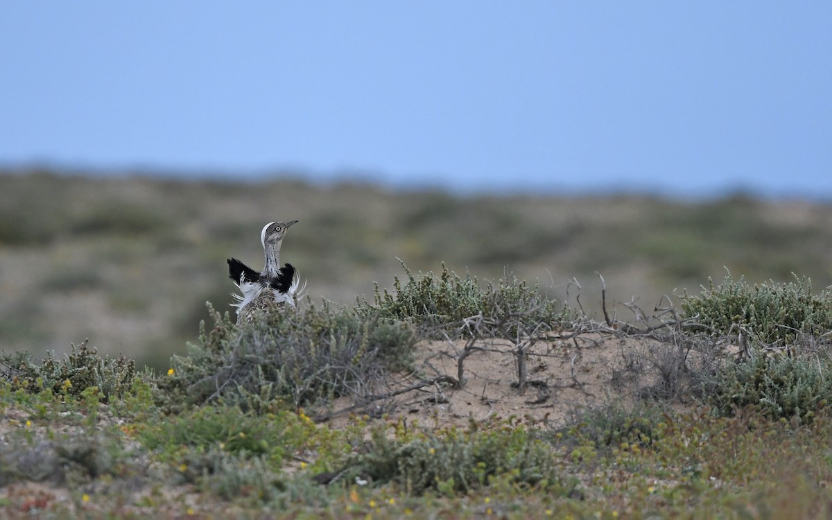 African Houbara (Canary Is.) - ML652638468