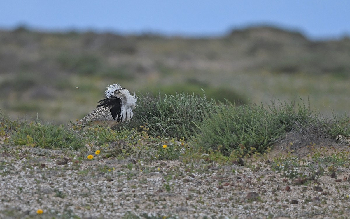 African Houbara (Canary Is.) - ML652638470