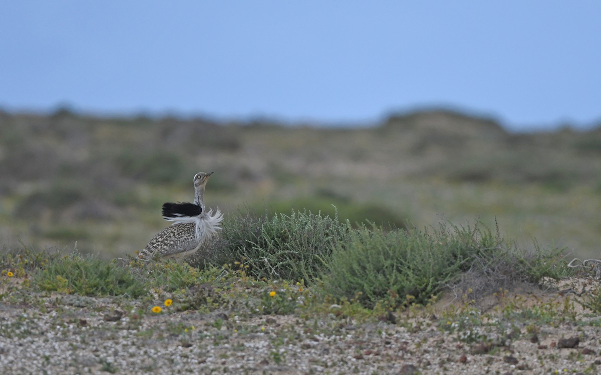 African Houbara (Canary Is.) - ML652638471