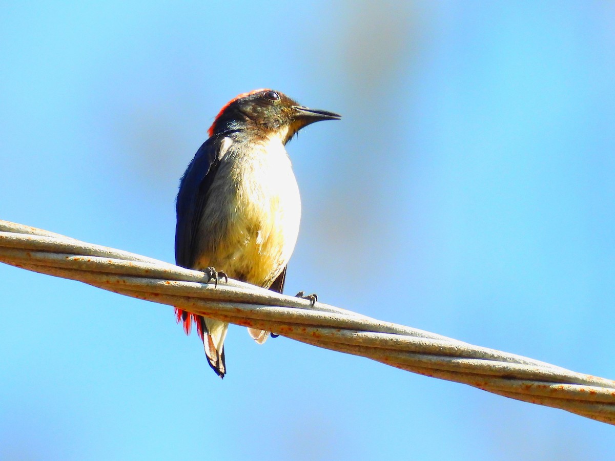 Scarlet-backed Flowerpecker - ML652638519