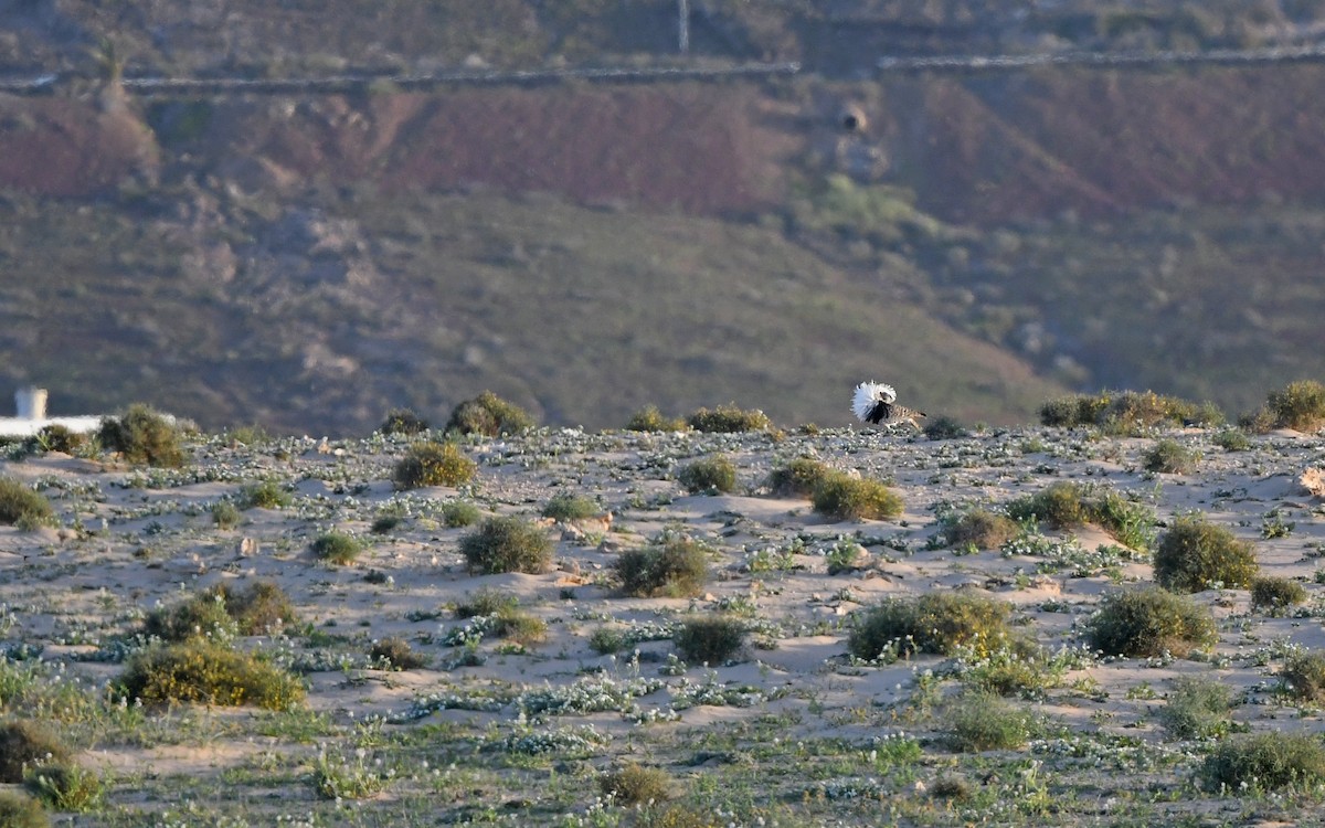 African Houbara (Canary Is.) - ML652638527