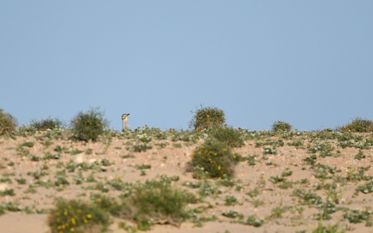 African Houbara (Canary Is.) - ML652638528