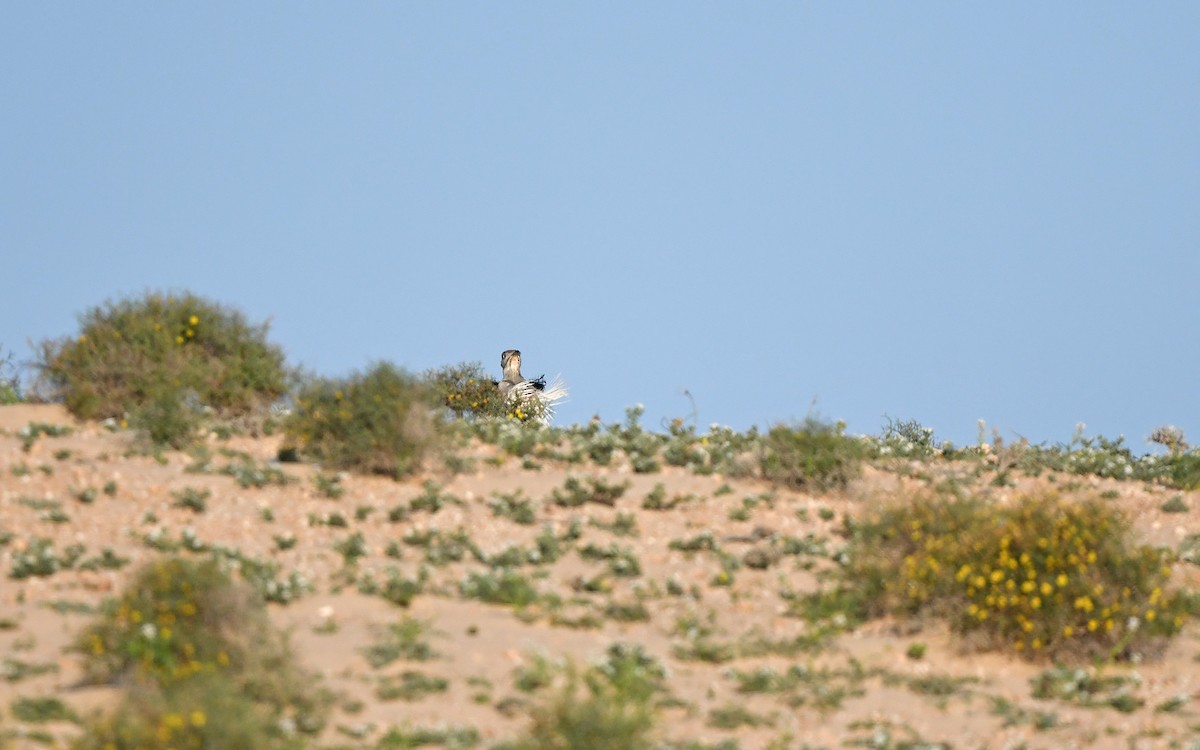 African Houbara (Canary Is.) - ML652638529