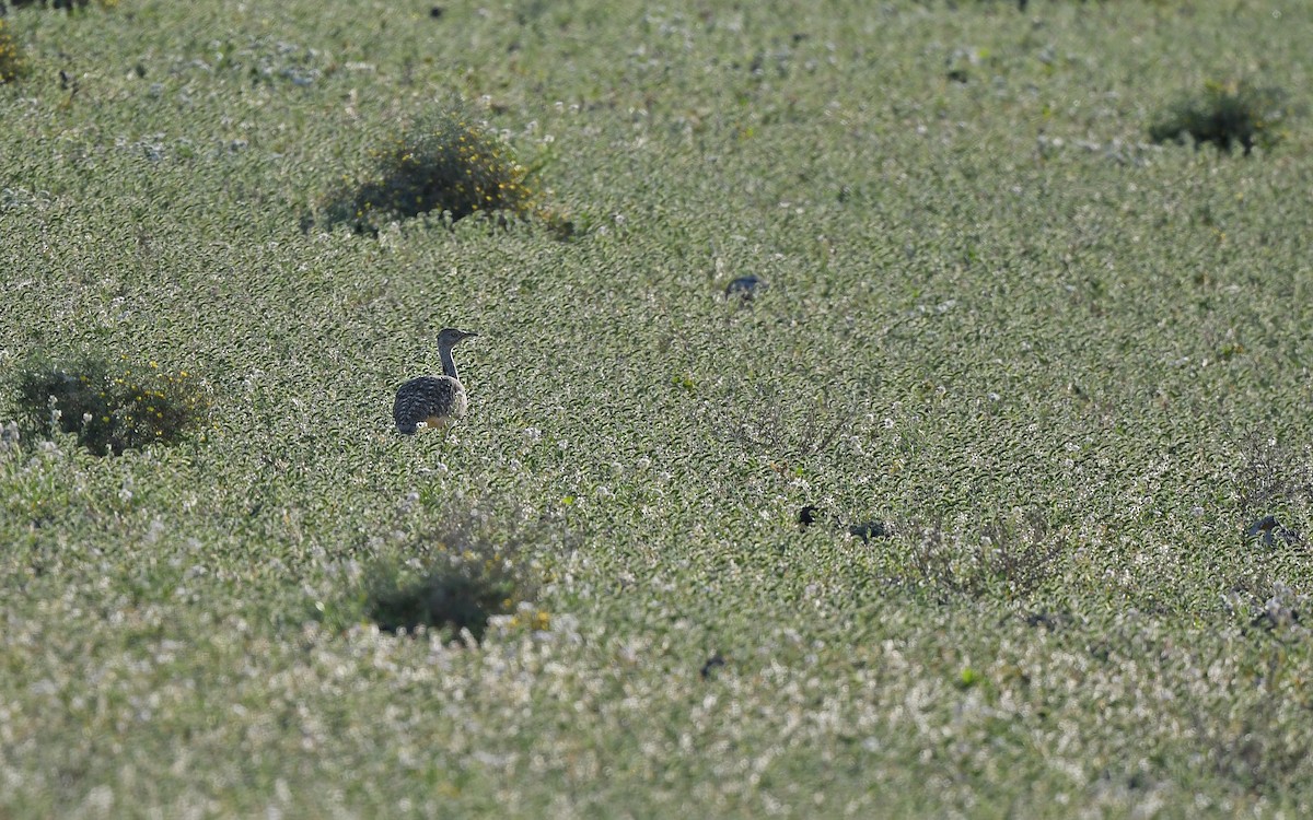 African Houbara (Canary Is.) - ML652638530