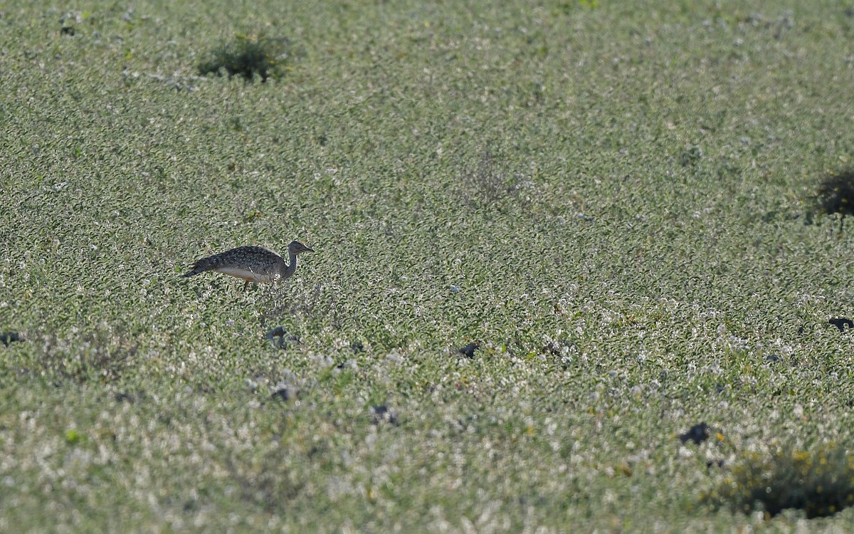 African Houbara (Canary Is.) - ML652638531
