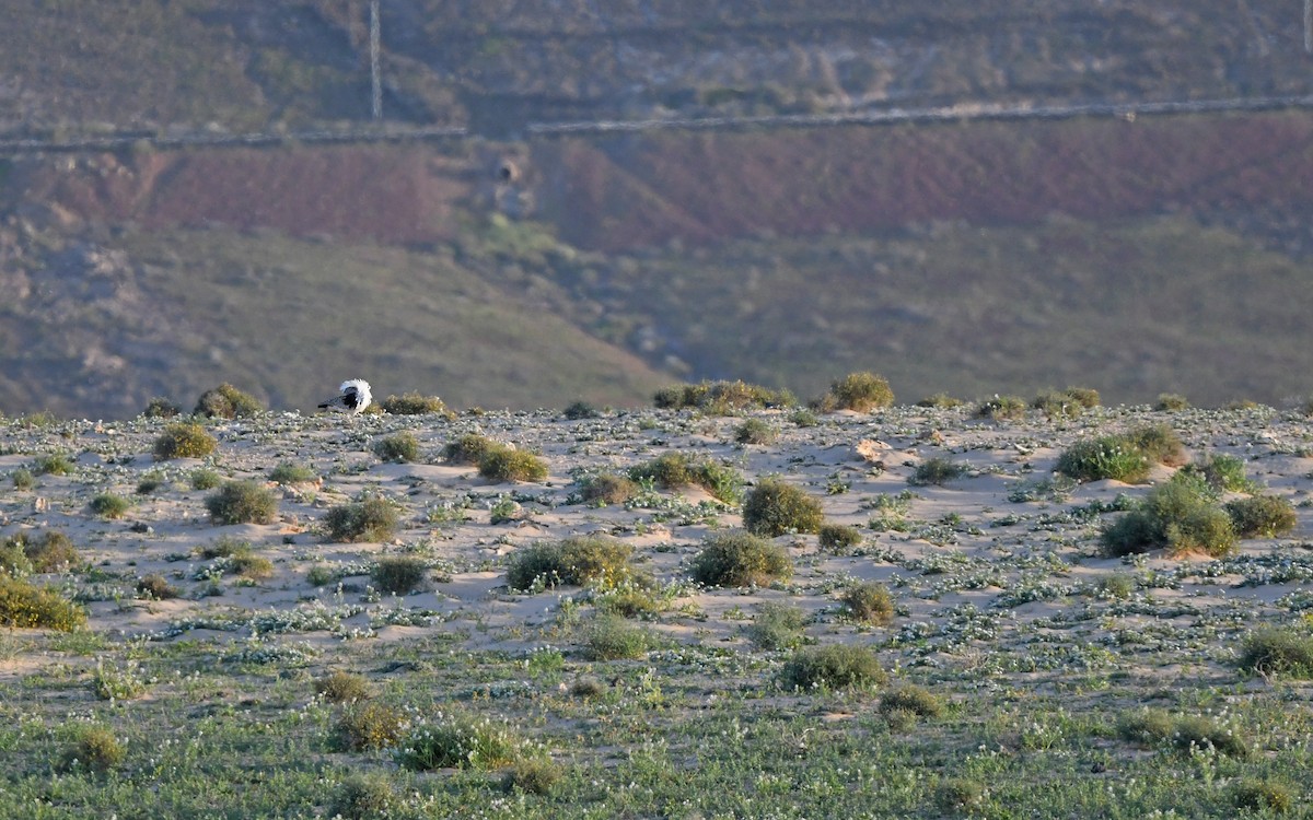 African Houbara (Canary Is.) - ML652638532