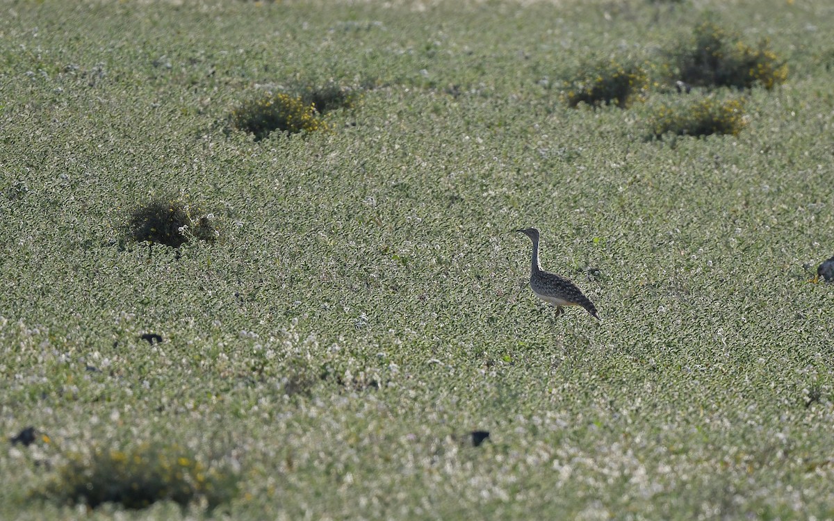 African Houbara (Canary Is.) - ML652638533
