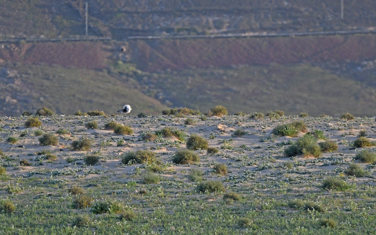 African Houbara (Canary Is.) - ML652638534