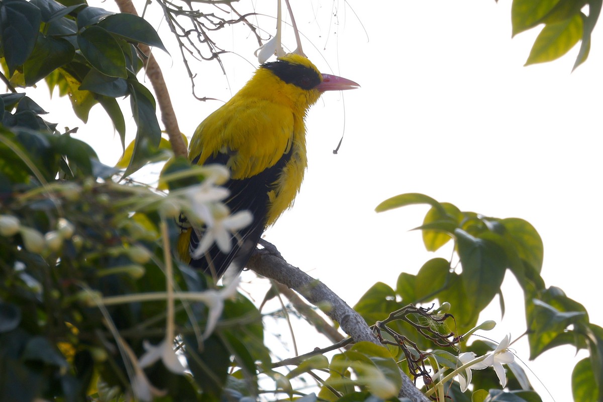 Black-naped Oriole - ML652638540