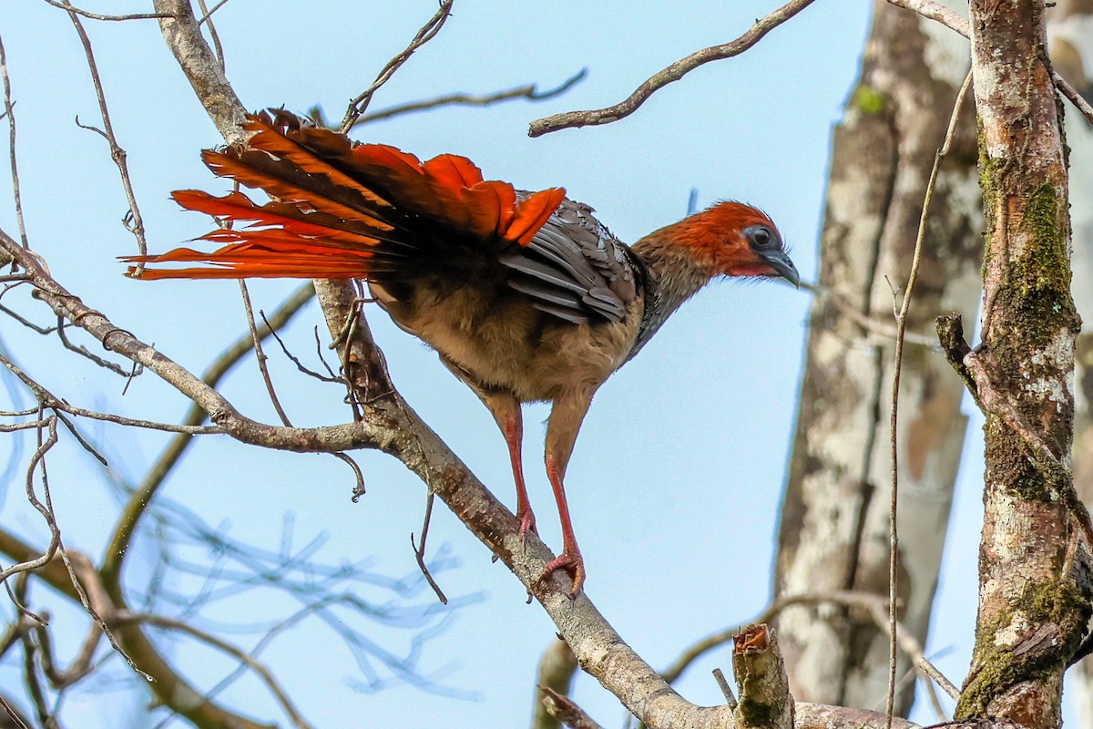 Chachalaca Guayanesa - ML652638578