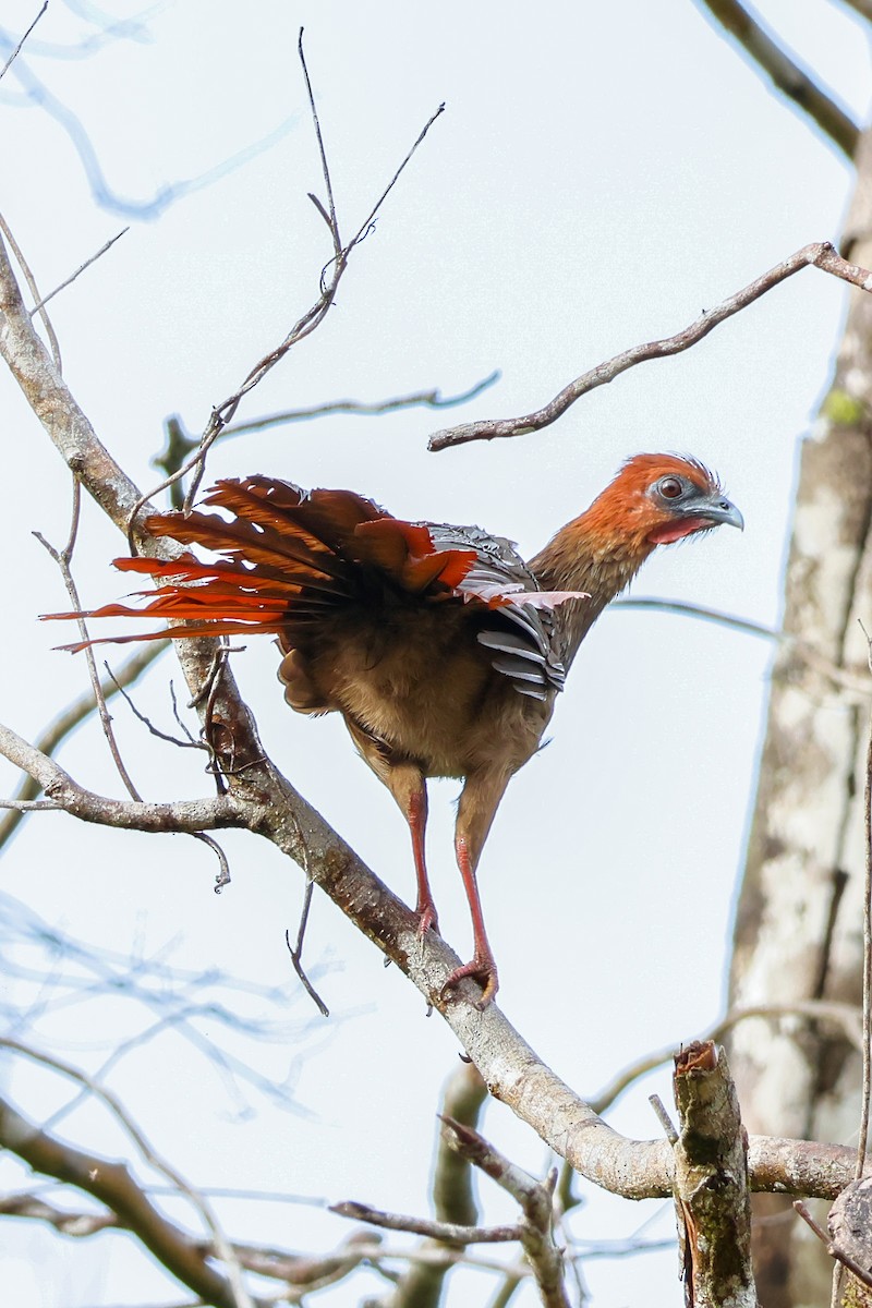 Chachalaca Guayanesa - ML652638579