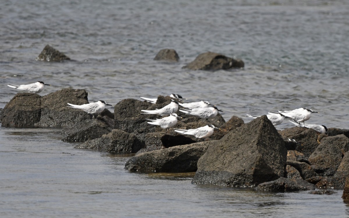 Sandwich Tern (Eurasian) - ML652638584