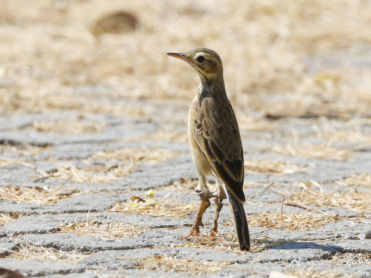 Richard txirta - ML652638603