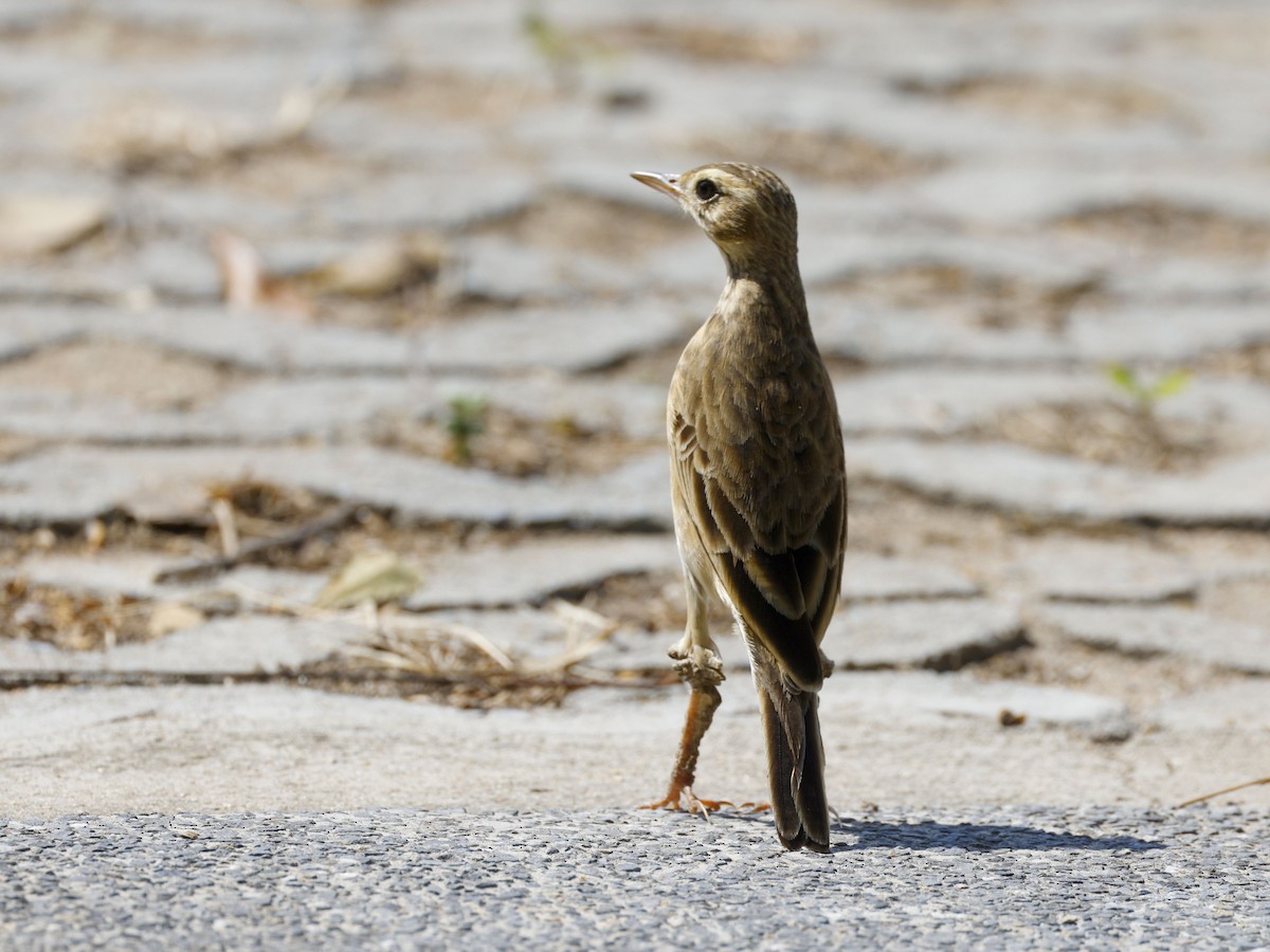 Richard txirta - ML652638604