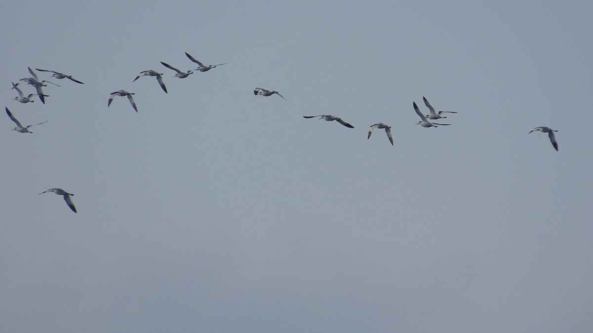 Шилоклювка - ML652638637