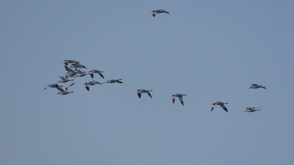 Шилоклювка - ML652638638