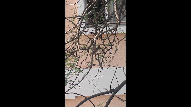 House Sparrow - ML652638669