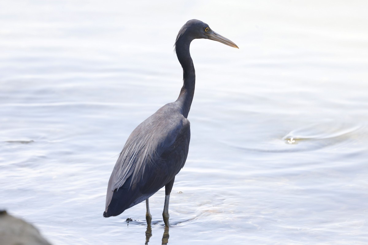 Pacific Reef-Heron - ML652638679