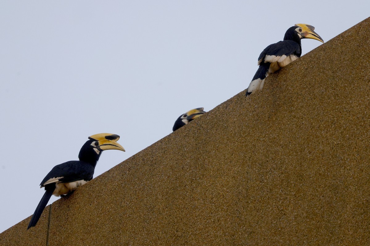 Oriental Pied-Hornbill - ML652638969