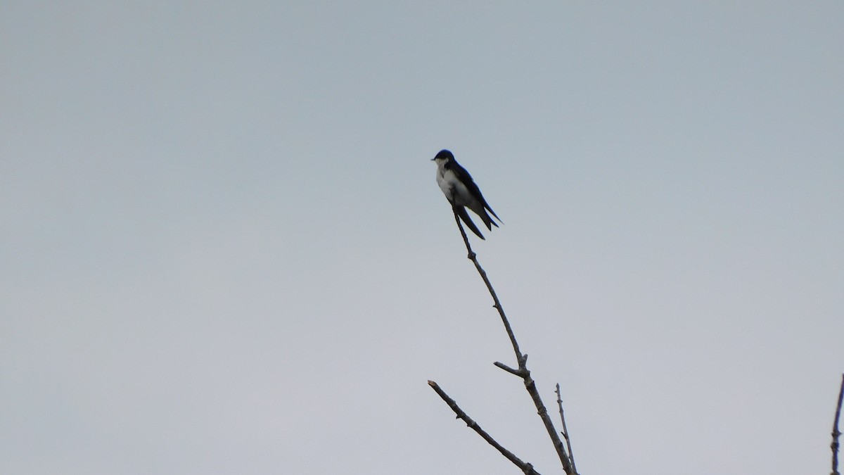 vlaštovka stromová - ML652639381