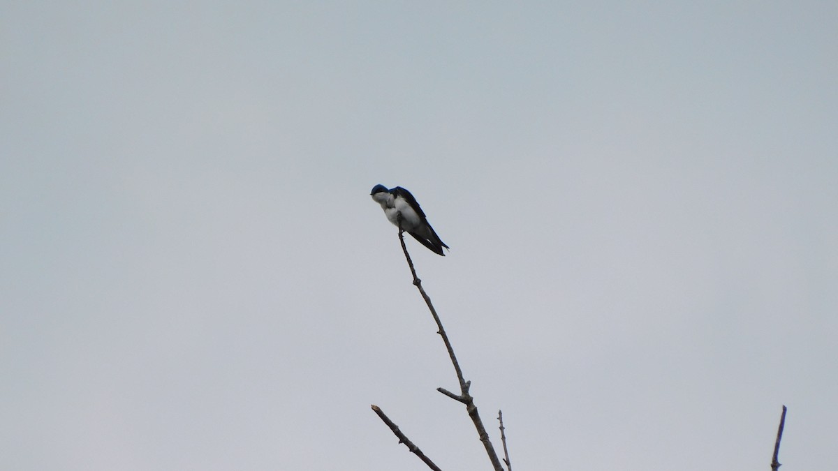 vlaštovka stromová - ML652639387