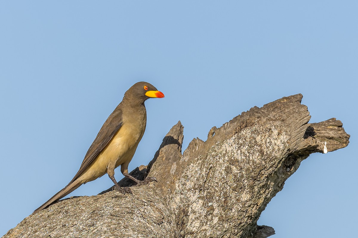 Yellow-billed Oxpecker - ML652639456