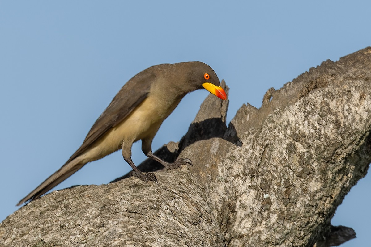 Yellow-billed Oxpecker - ML652639457