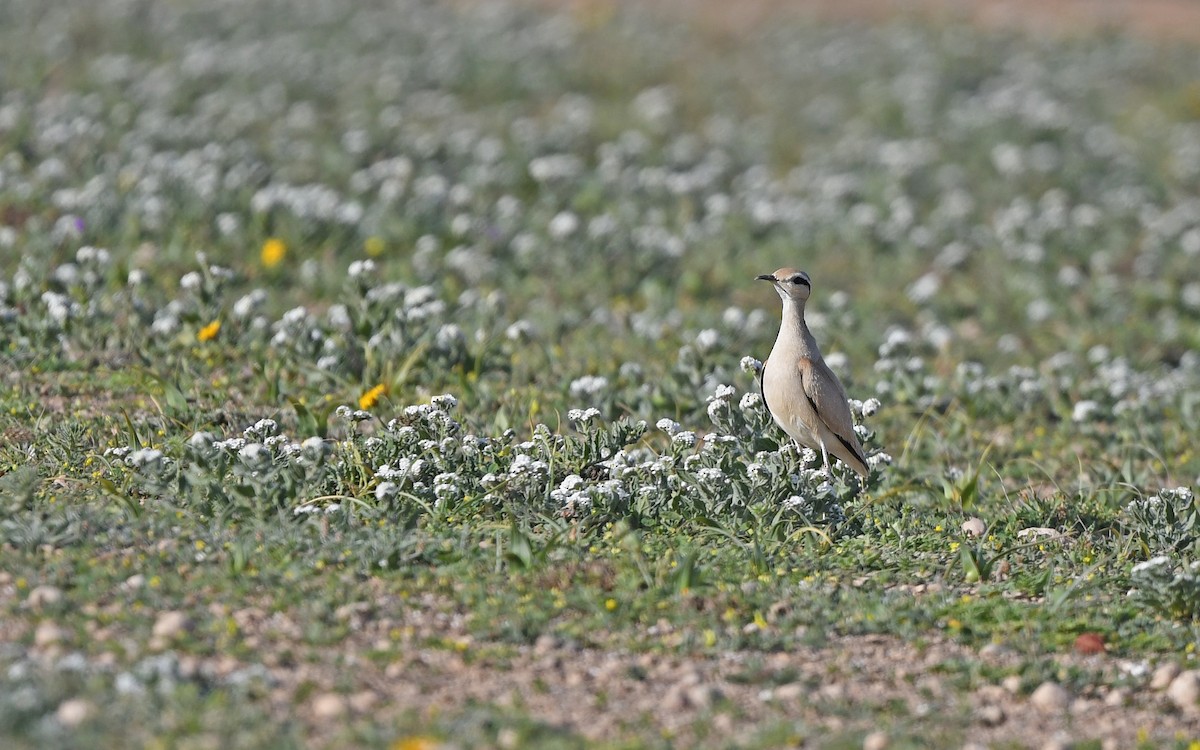 Cream-colored Courser - ML652639494