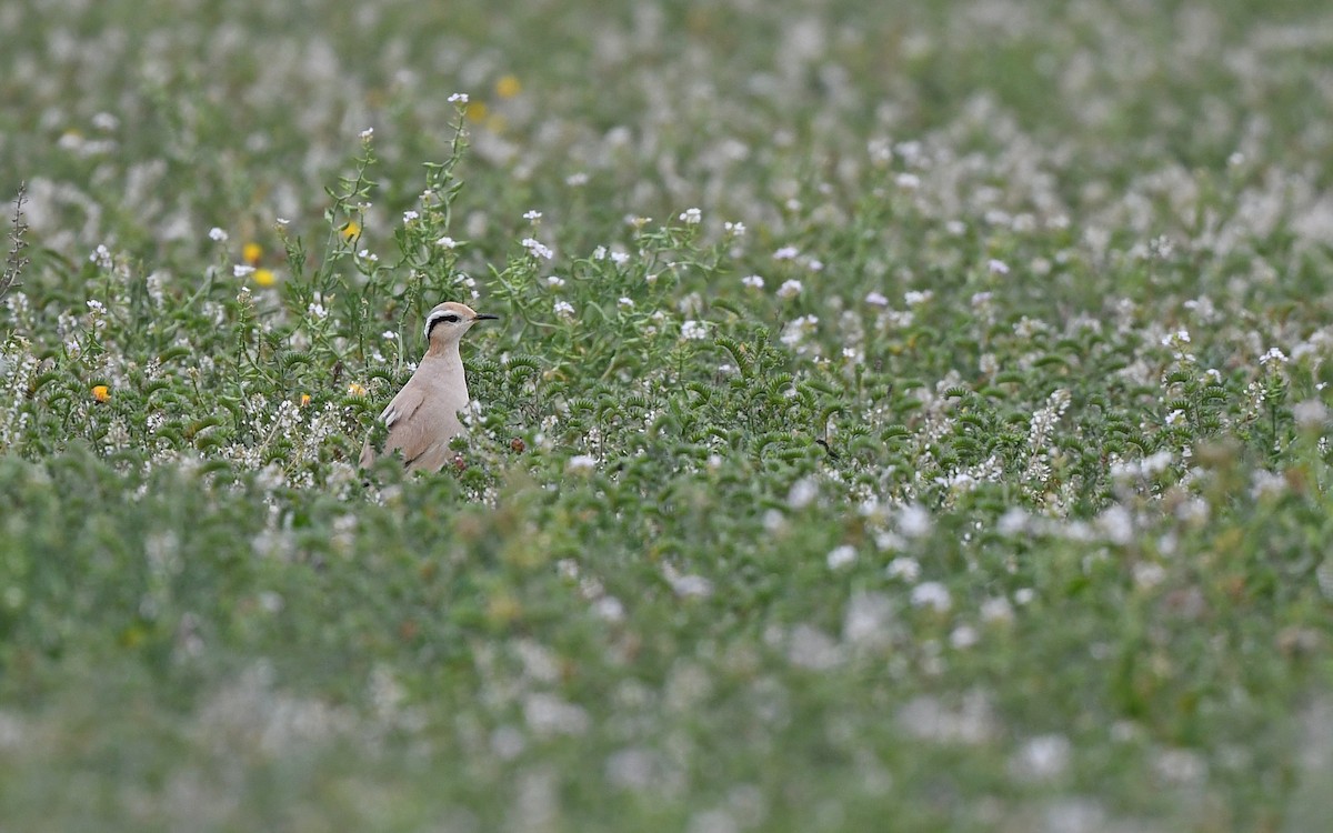 Cream-colored Courser - ML652639506