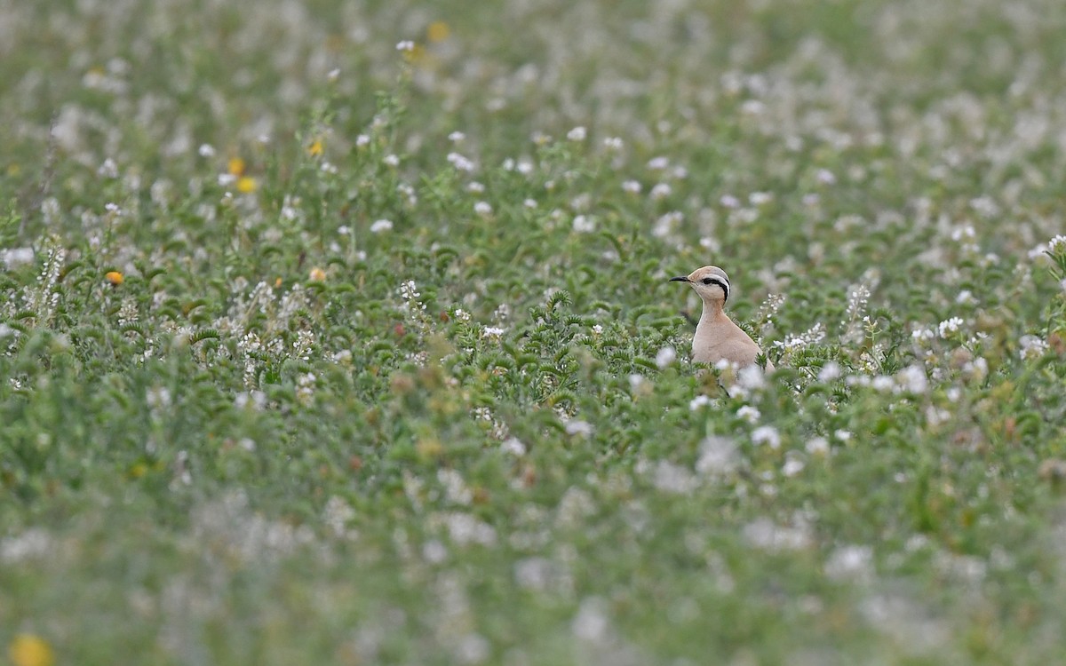 Cream-colored Courser - ML652639507