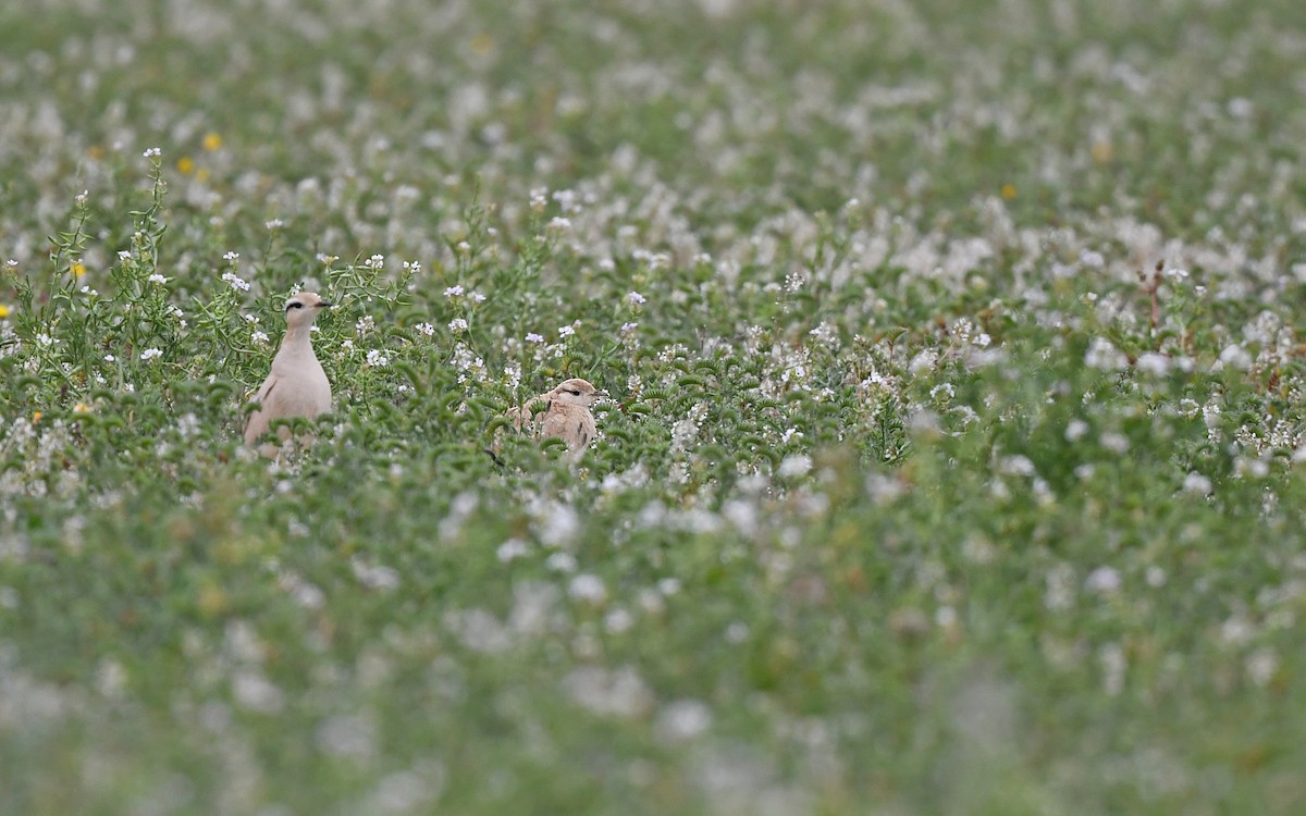 Cream-colored Courser - ML652639508