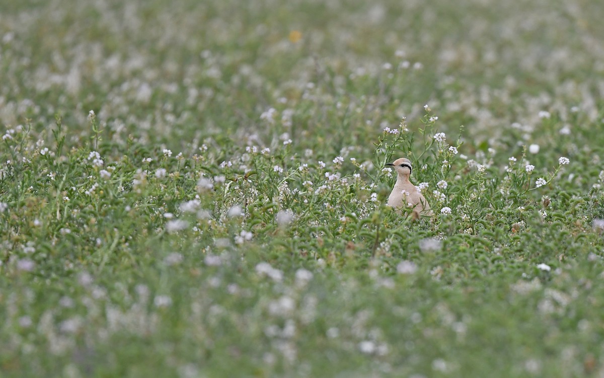 Cream-colored Courser - ML652639509