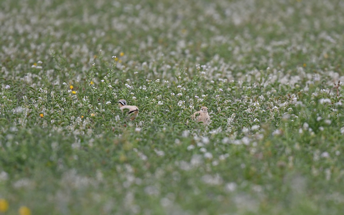 Cream-colored Courser - ML652639510