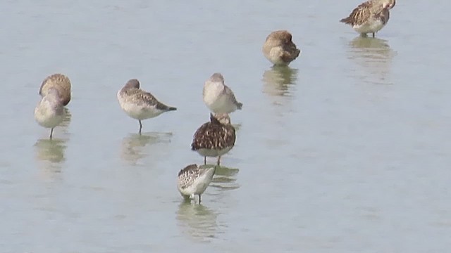 Ноцоо элсэг - ML652639552