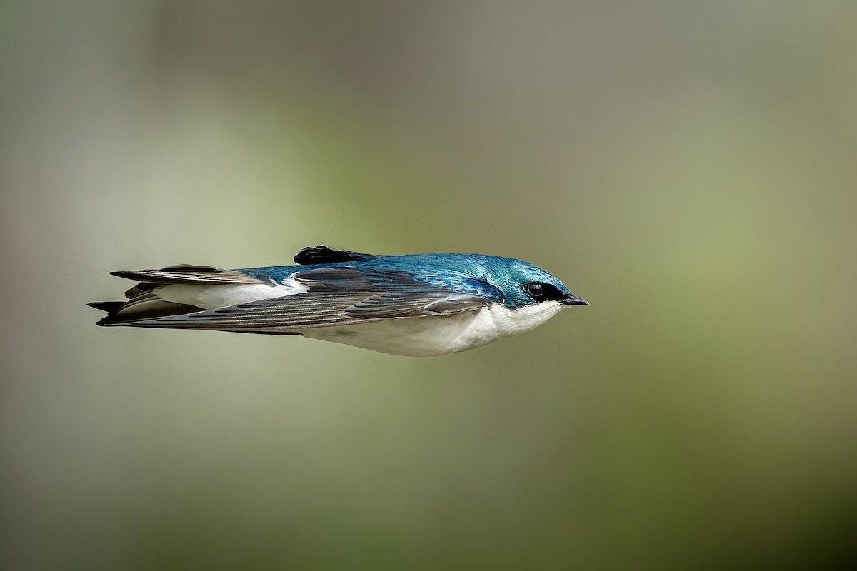 vlaštovka stromová - ML652639573