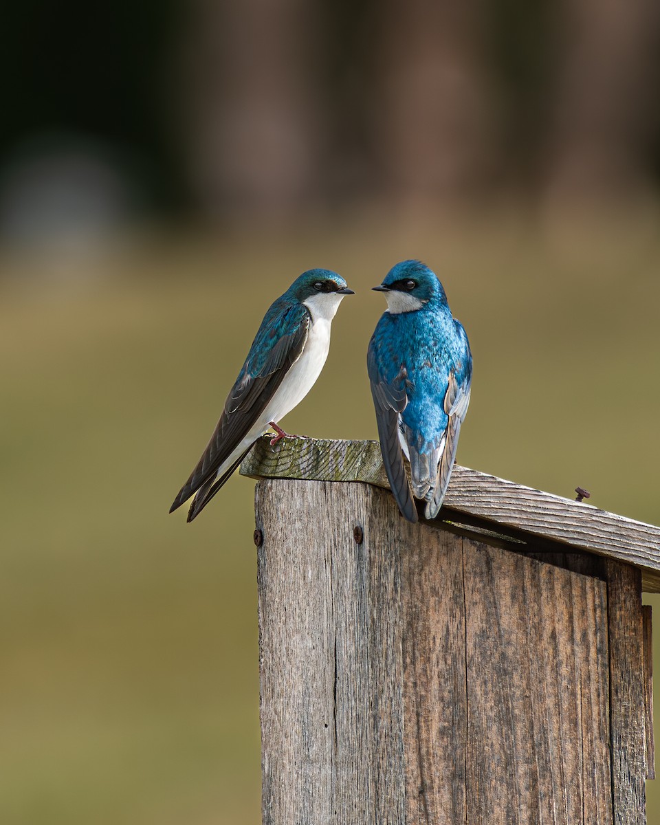 vlaštovka stromová - ML652639630