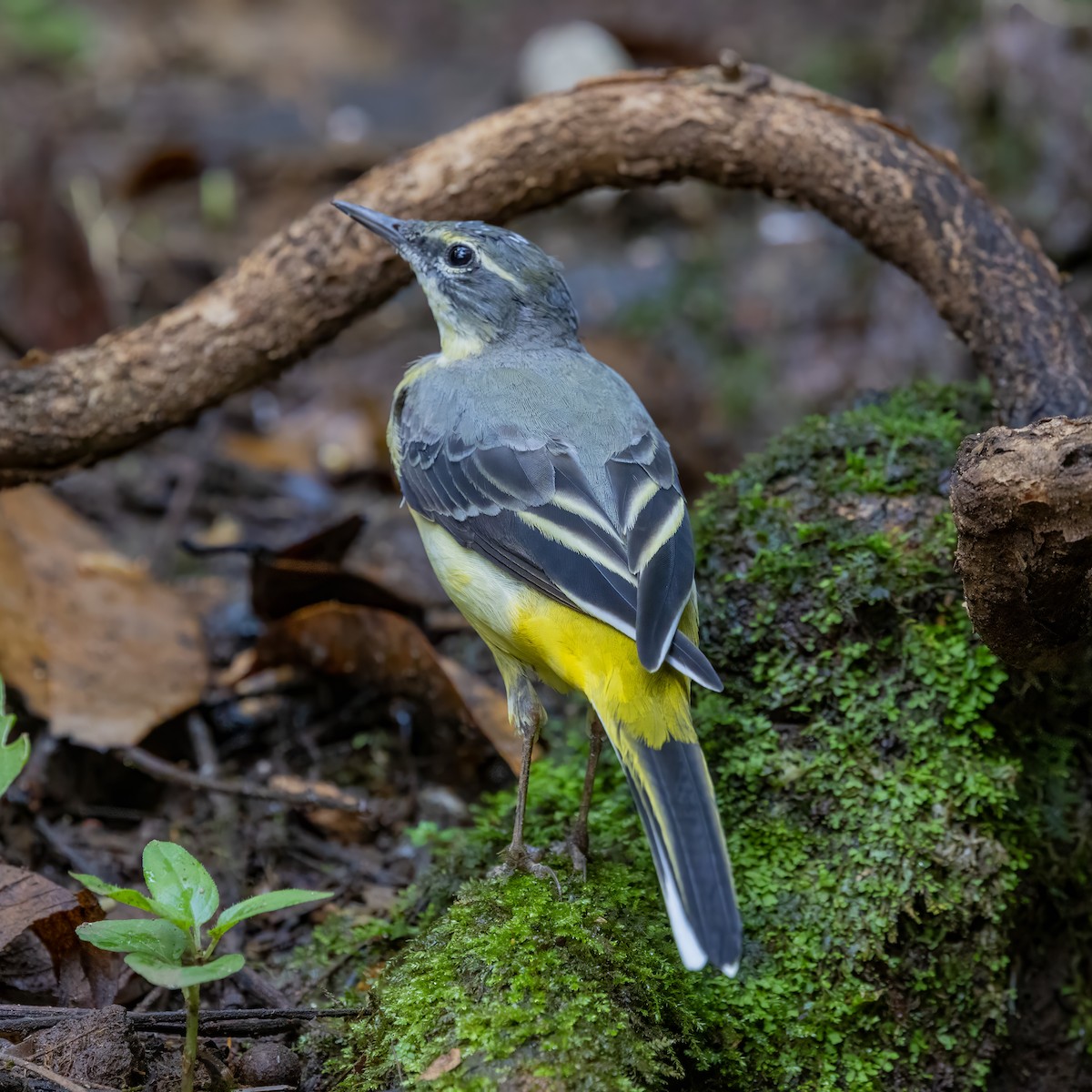 灰鶺鴒 - ML652639779