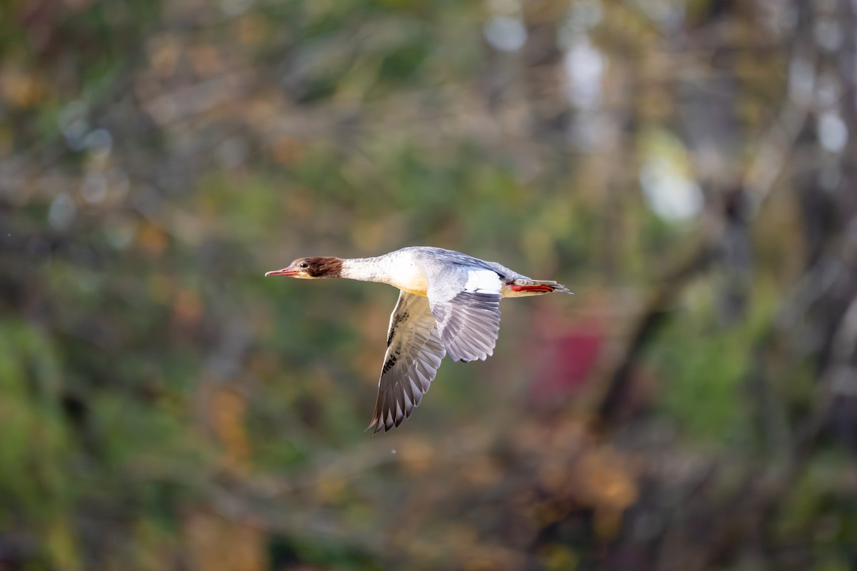 Большой крохаль - ML652639790