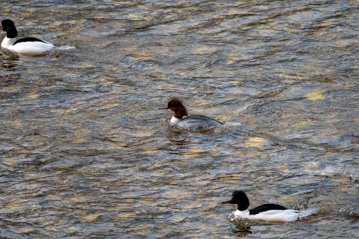 Большой крохаль - ML652639809