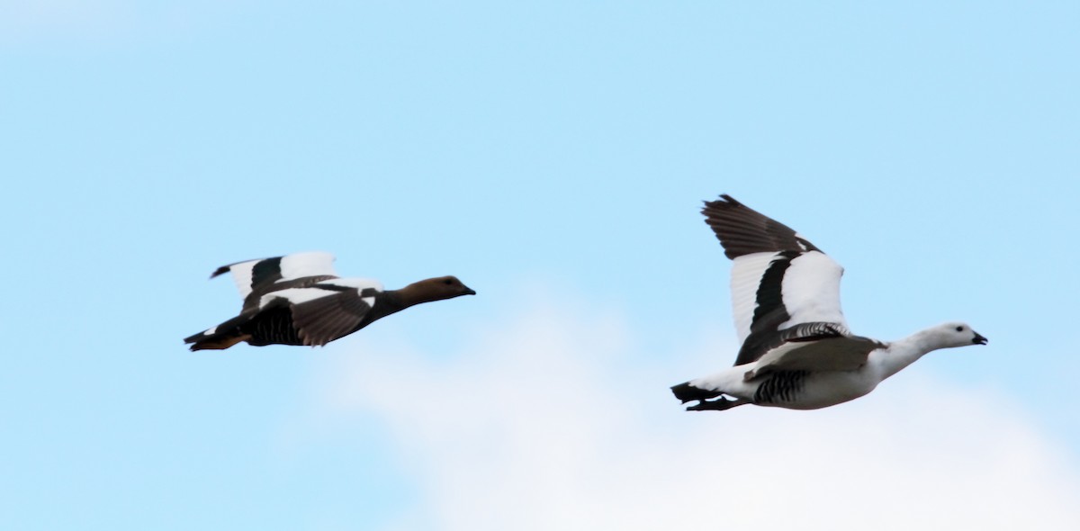 Магелланов гусь - ML652639810