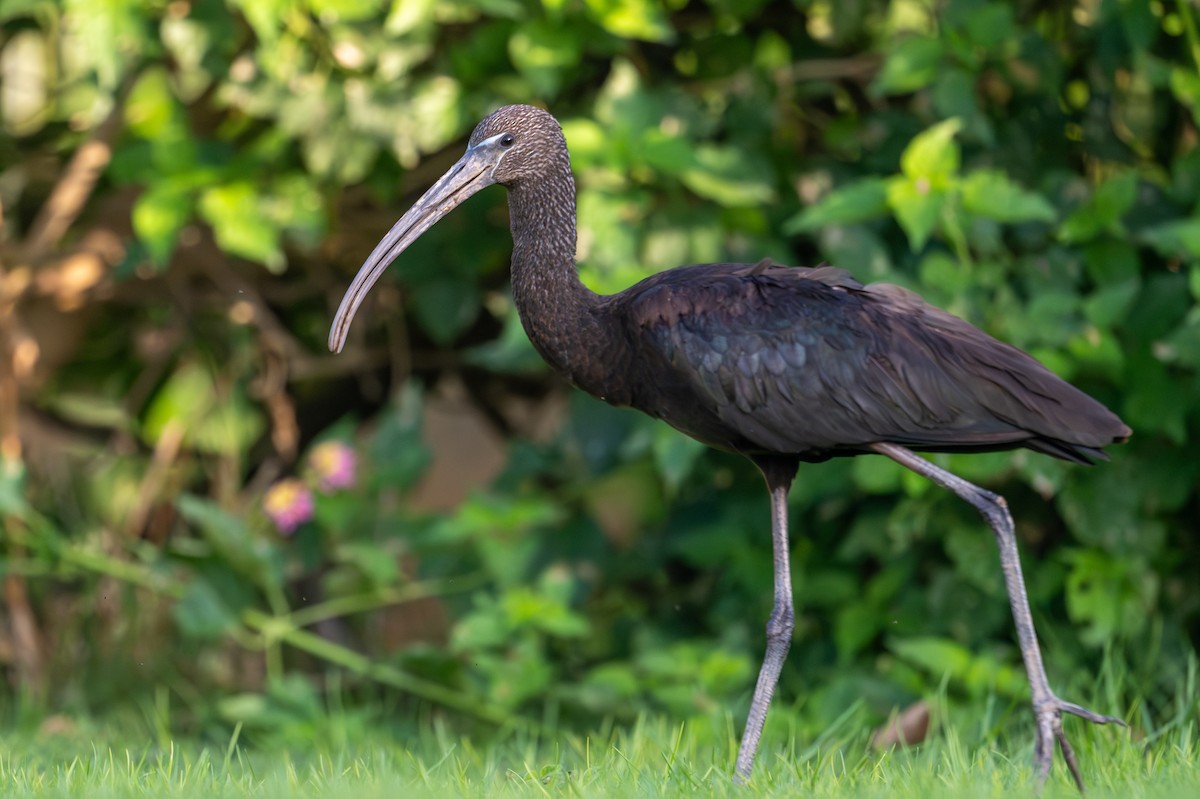 Каравайка - ML652639811