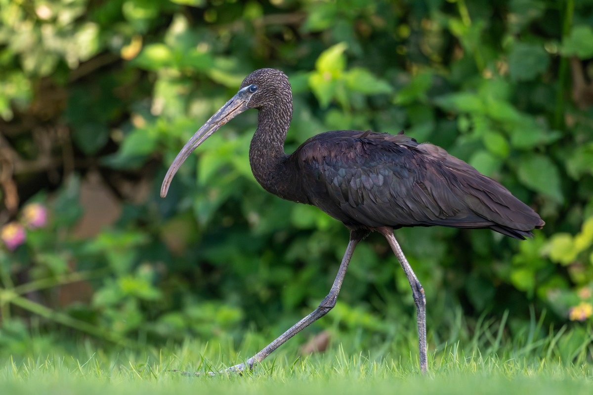 Каравайка - ML652639812