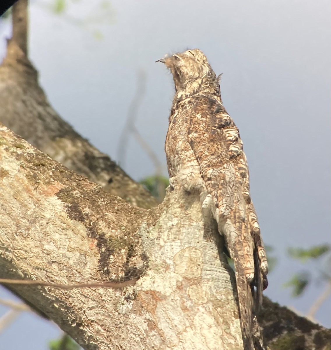 Исполинский уратао - ML652639814