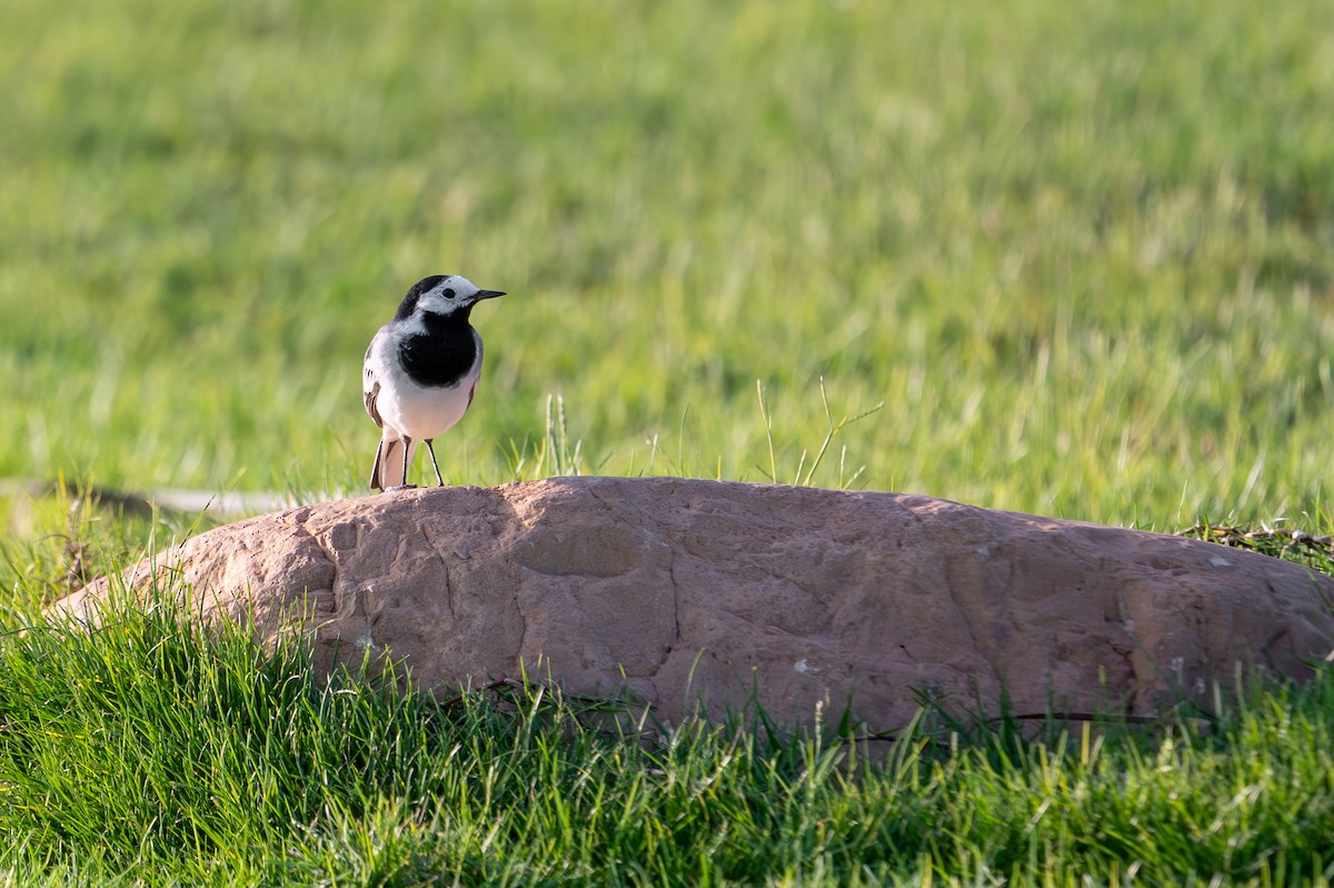 Белая трясогузка - ML652639815