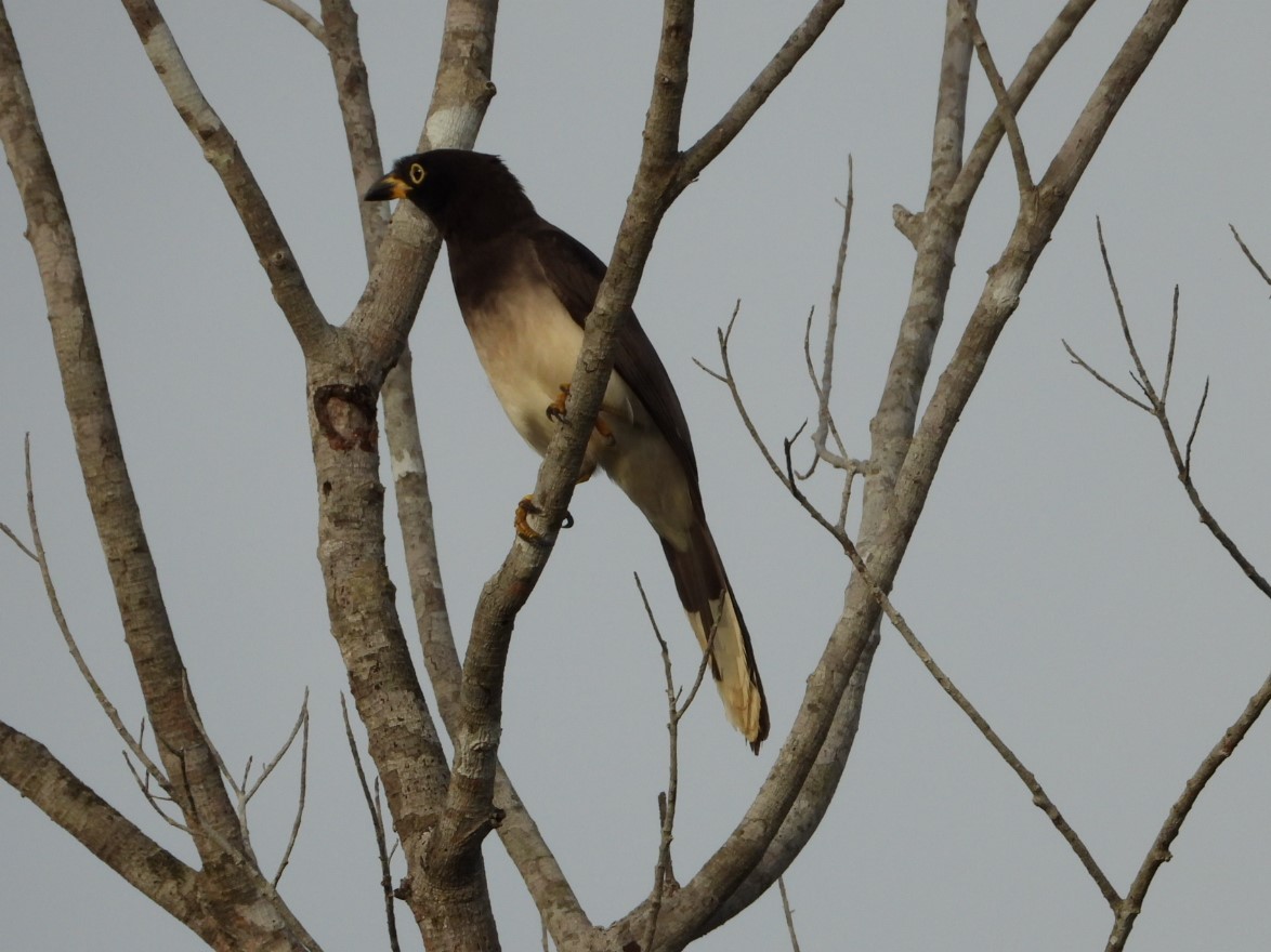 Бурая сойка - ML652639816