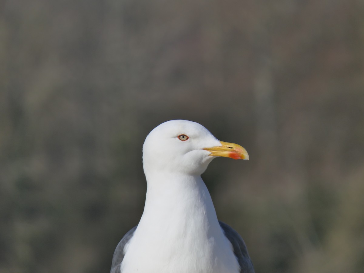 Клуша - ML652639817