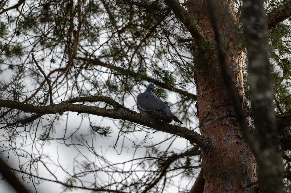 Вяхирь - ML652639818