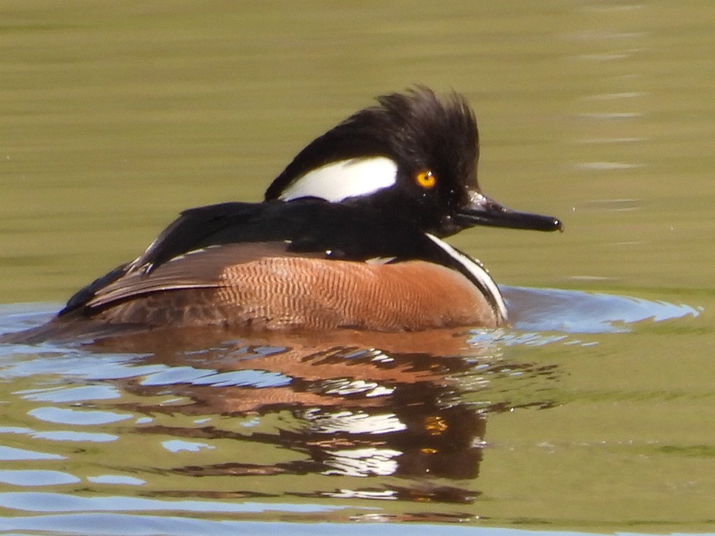 Капюшоновый крохаль - ML652639821