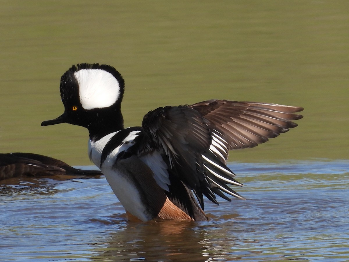 Капюшоновый крохаль - ML652639822